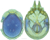 Figure 25.