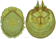 Figure 39.