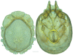 Figure 40.