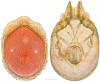 Figure 15.