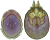 Figure 21.