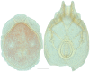 Figure 20.