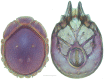 Figure 22.