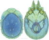 Figure 31.