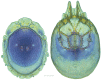 Figure 30.