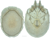 Figure 34.