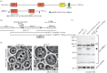 Figure 1.