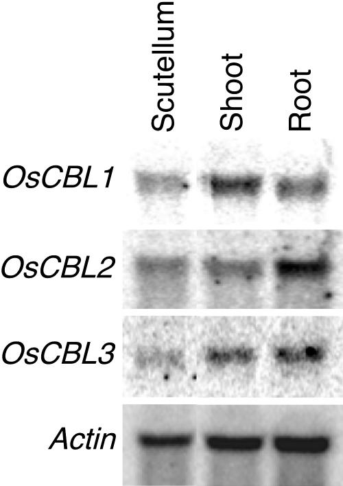 Figure 5.