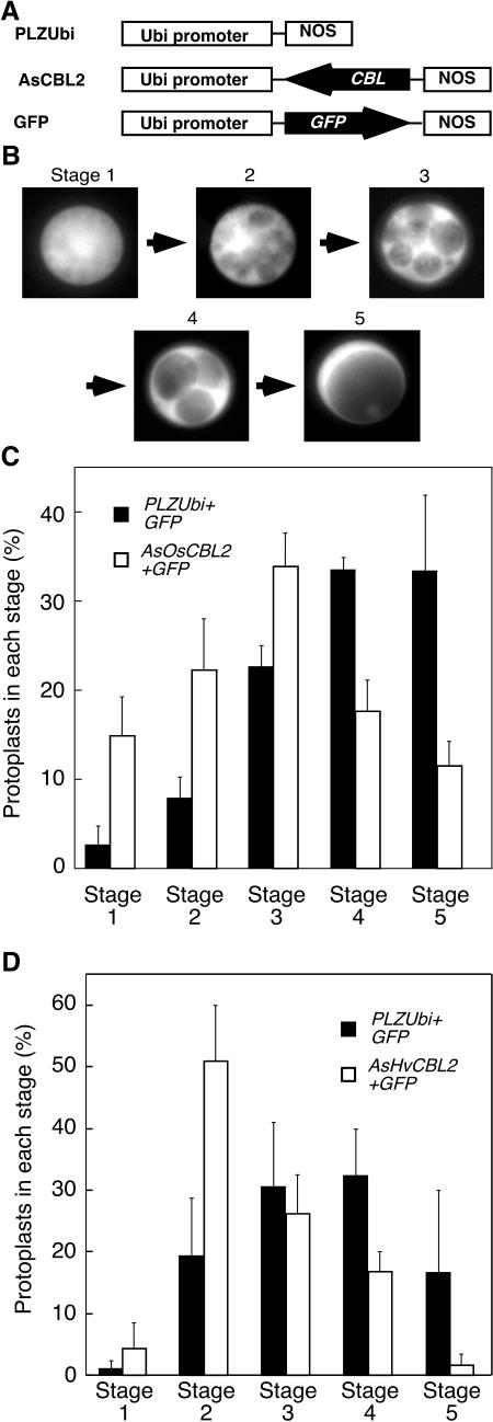 Figure 9.