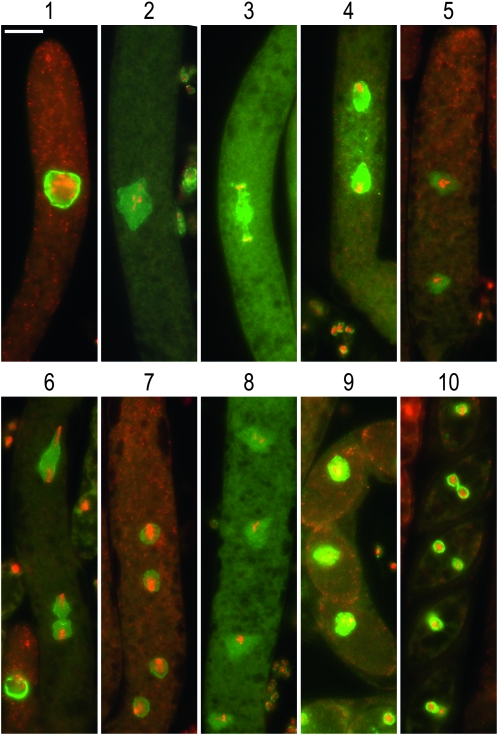 Figure 4.—