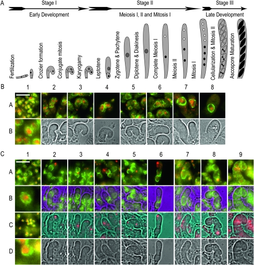 Figure 3.—