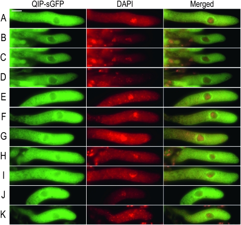 Figure 2.—