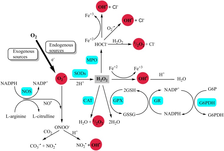 Fig. 1