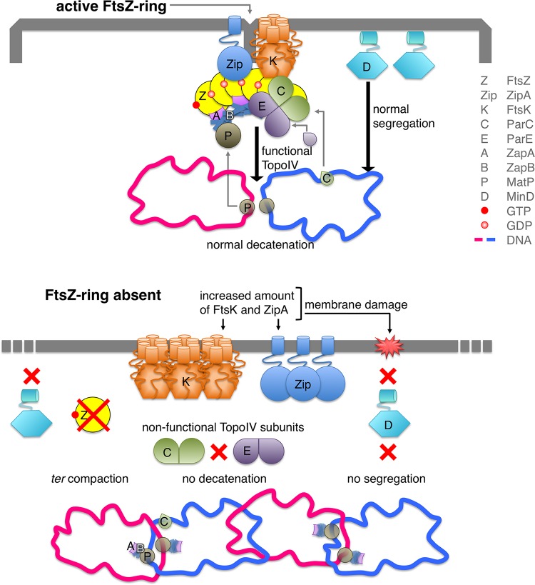 FIG 5 