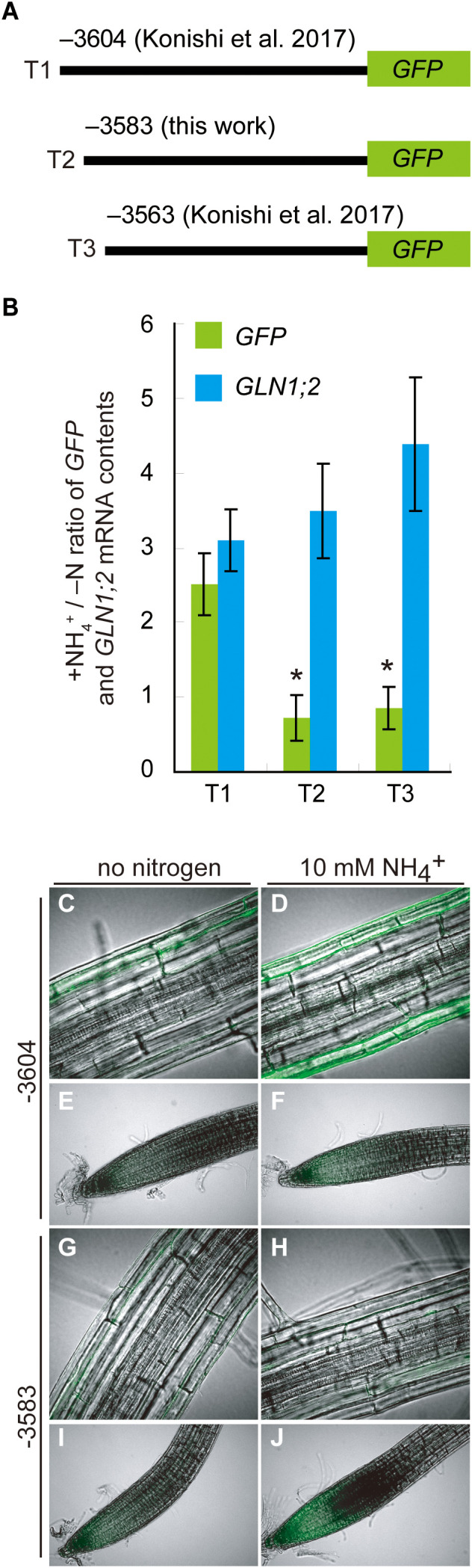 Figure 5