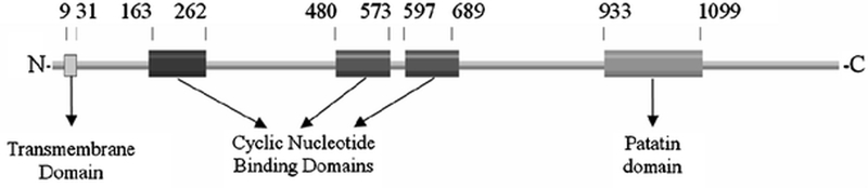 Figure 1: