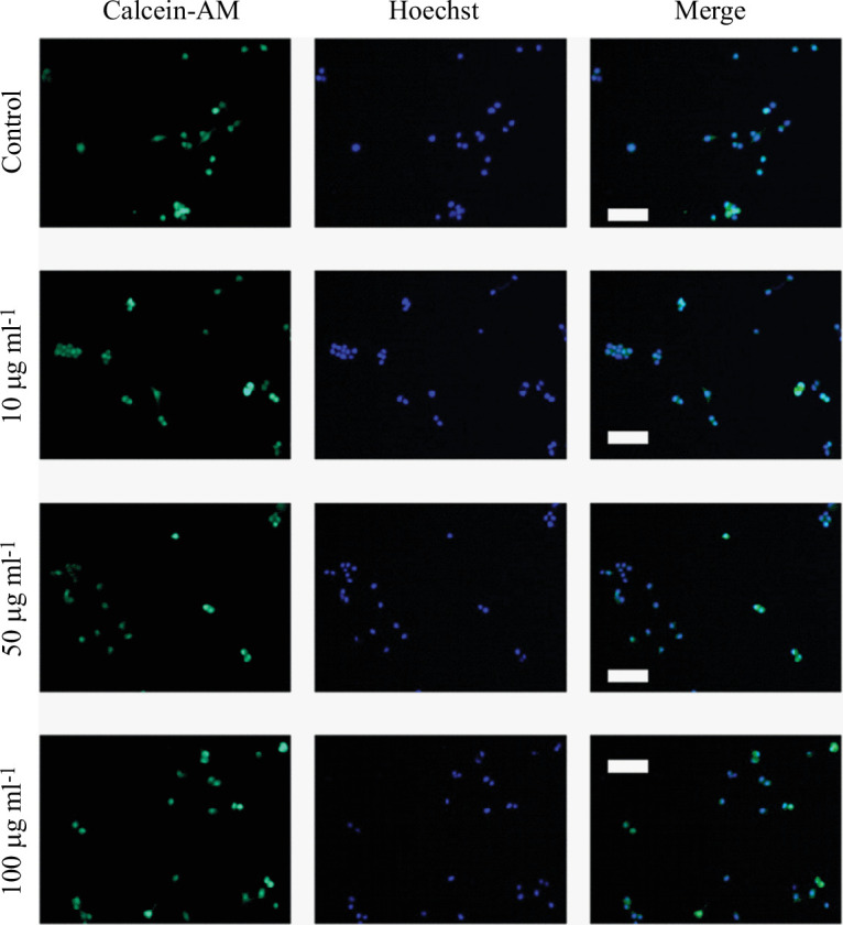 Representative fluorescence confocal images of the effect of treatment with MNPs on cell viability.