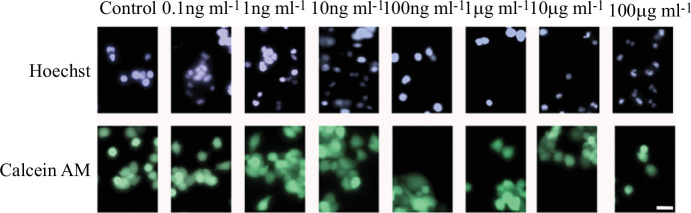 Representative fluorescence images of mouse Neuro-2a cells exposed to MNPs for 24 h.