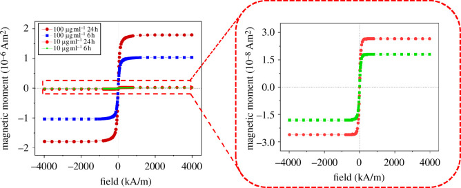 Magnetic response of cell cultures with particle concentrations of 100 and 10 µg ml−1 at 6 and 24 h of incubation time.