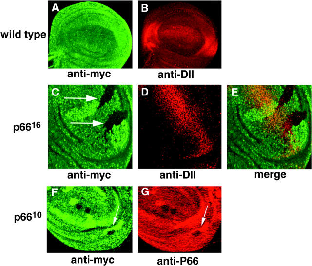 Figure 4.—