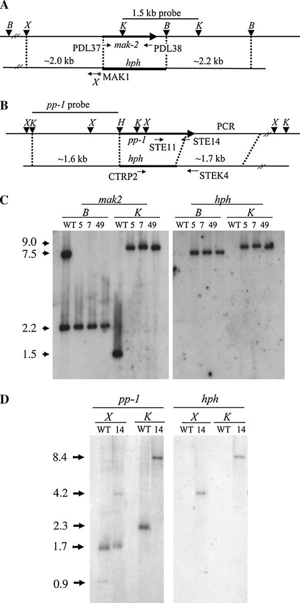 Figure 1.—