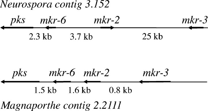 Figure 5.—