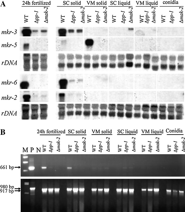 Figure 4.—