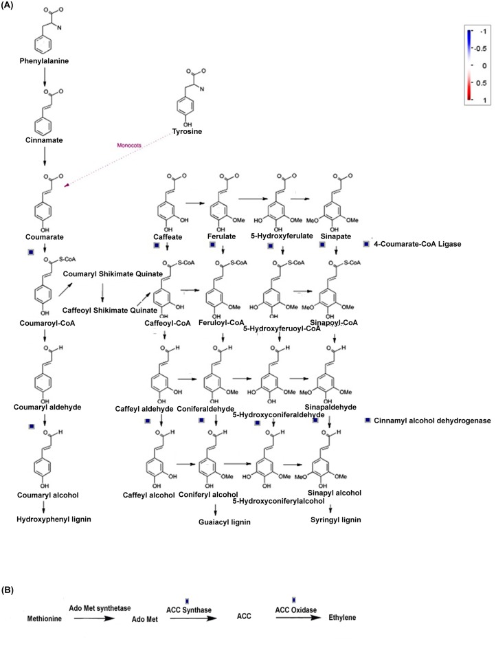 Fig 7