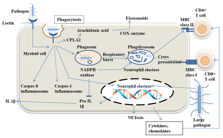 Figure 7