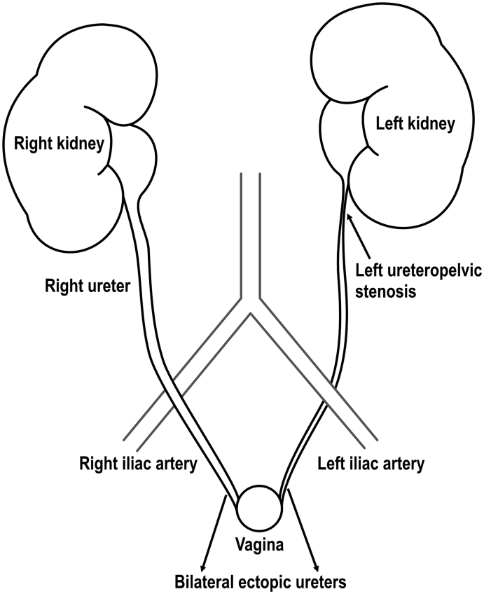Fig. 1
