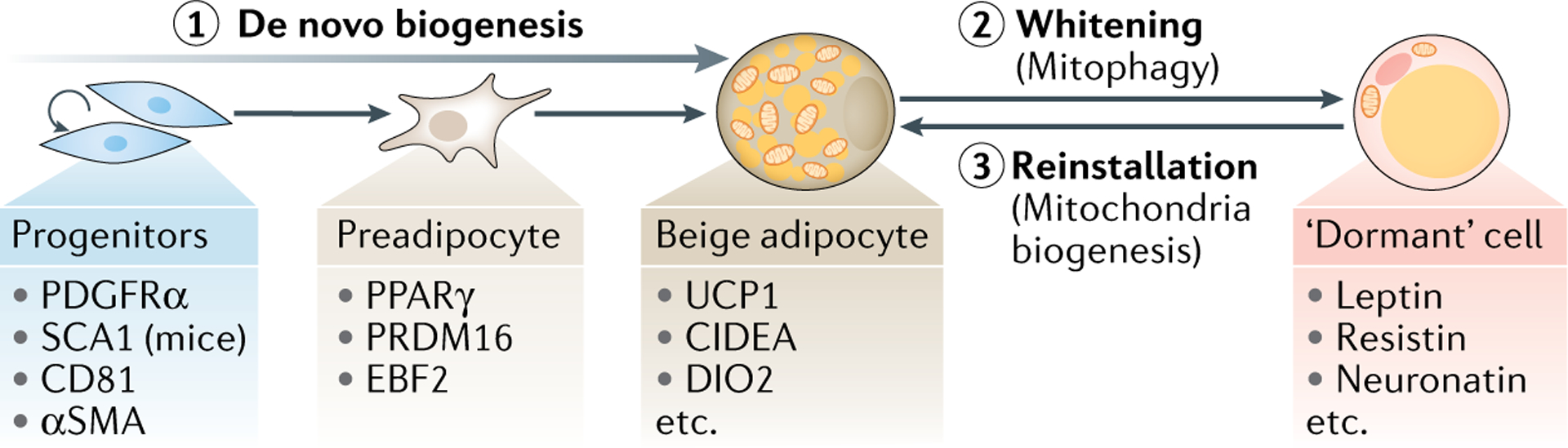 Fig. 2 |