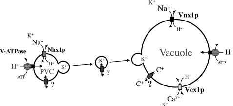 FIGURE 9.