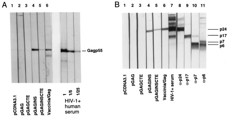 FIG. 5