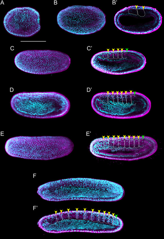 FIGURE 3