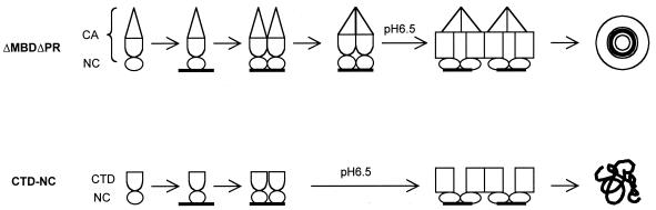 FIG. 8.