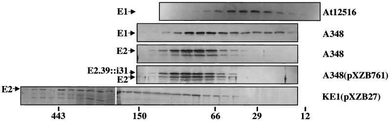 FIG. 7