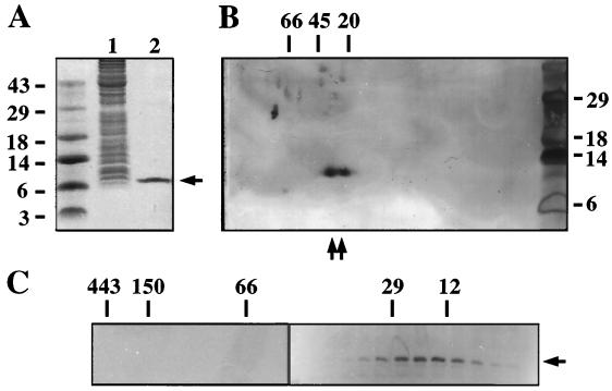 FIG. 6