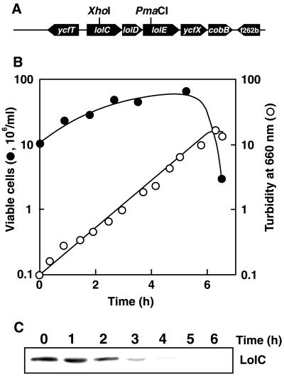 FIG. 1.