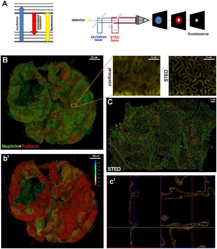 FIGURE 2