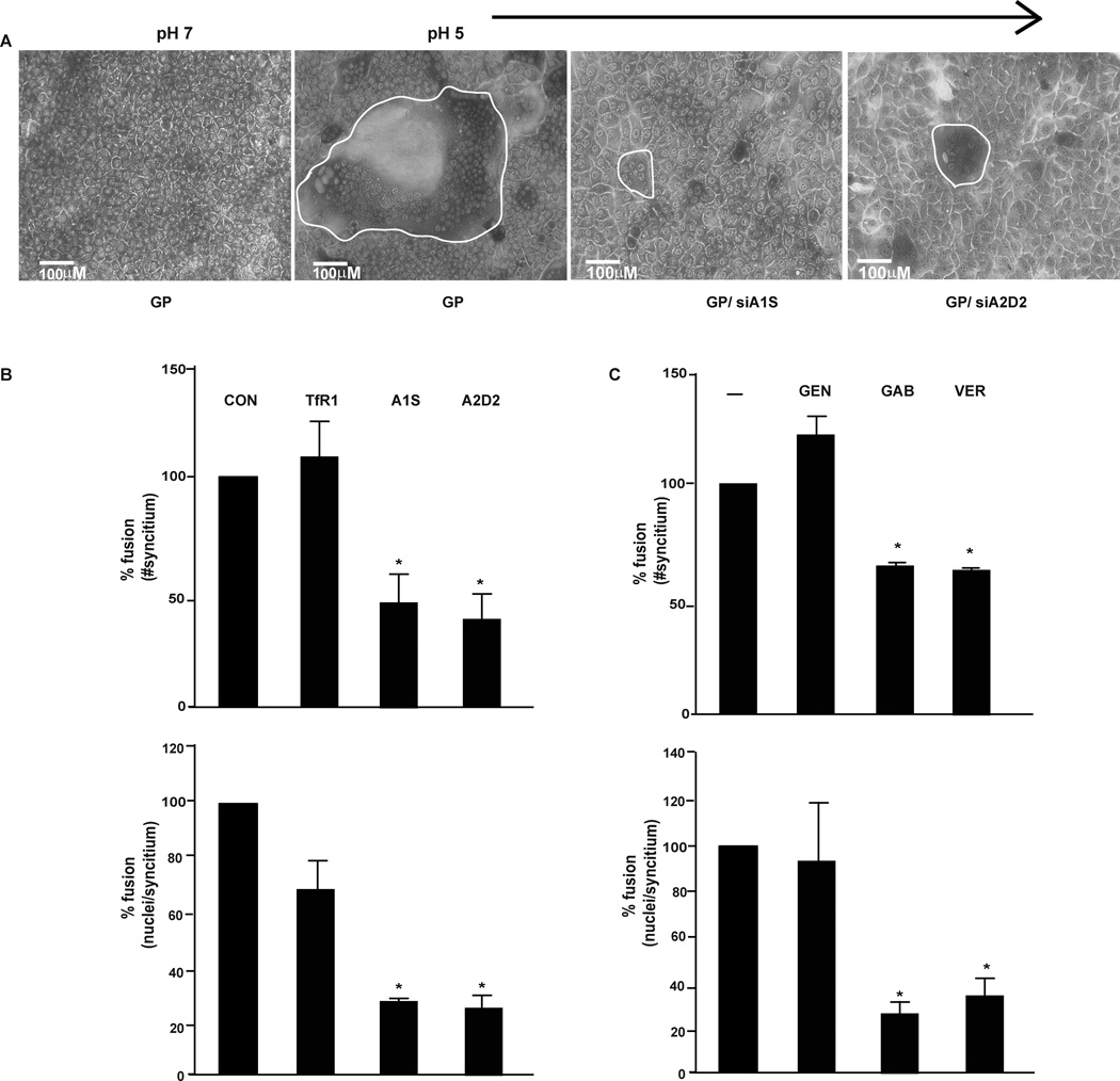 Fig. 5