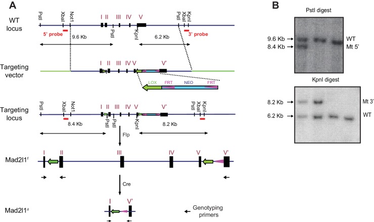 Figure 1—figure supplement 1.