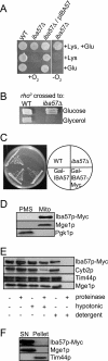 FIG. 1.