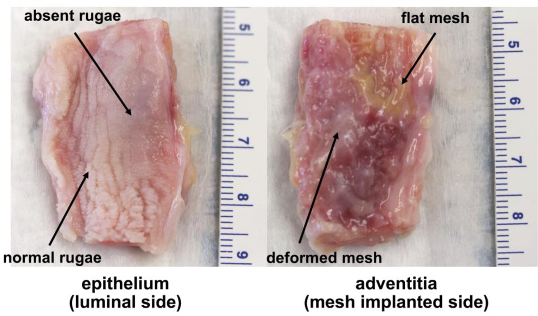 Figure 4: