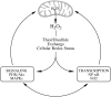 <b>FIG. 1.</b>