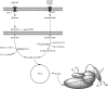 <b>FIG. 2.</b>