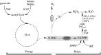 <b>FIG. 3.</b>