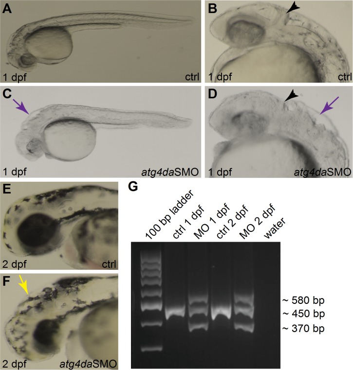 Fig 5