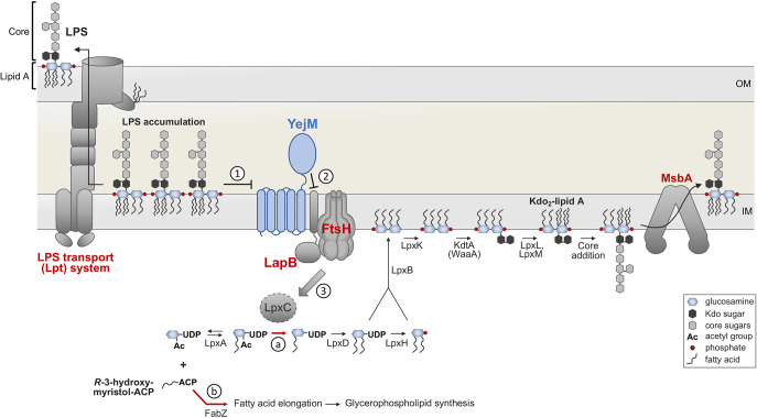 FIG 1