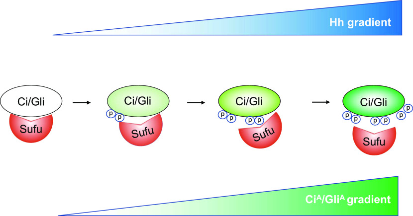 Figure 6.