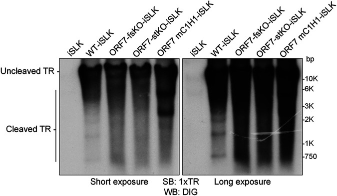 FIG 10